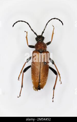 Le longicorne brun-rouge (Anoplodera rubra) est une espèce de coléoptères appartenant à la famille des Cerambycidae. Banque D'Images
