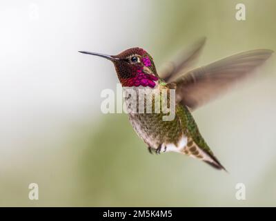 Un Hummingbird d'Anna est un homme qui vole en plein air Banque D'Images