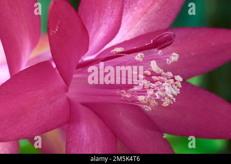 Cactus de Noël ou cactus de Thanksgiving (Schlumbergera truncata). Gros plan de fleur rose montrant des pétales, du pistil et des étamines. Banque D'Images