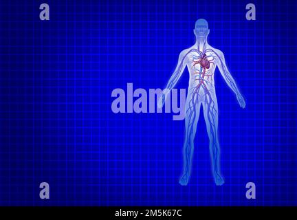 Circulation cardiovasculaire humaine sur fond bleu avec le coeur et les artères anatomie d'un corps sain sur fond bleu comme un médical de santé Banque D'Images