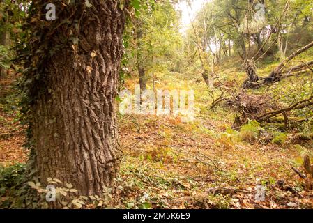 Nature sauvage et forêt épaisse sous le chemin traditionnel de pèlerin de la voie Saint-Jacques entre Triacastela et Sarria dans le nord de l'Espagne. Banque D'Images