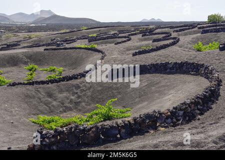 Vignobles dans la roche volcanique de la Geria Banque D'Images