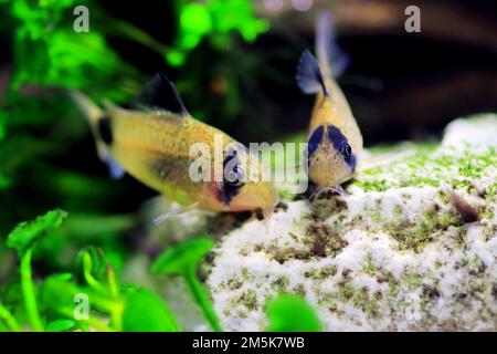 Corydoras panda dans un aquarium d'eau douce Banque D'Images