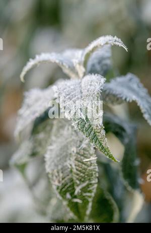 Gros plan de feuilles d'hiver dépolies (peut-être une jeune croissance secondaire de l'arbuste de Buddleia persistant). Banque D'Images