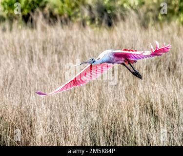 Roseate Spoonbill en vol à la réserve naturelle de Merritt Island en Floride Banque D'Images