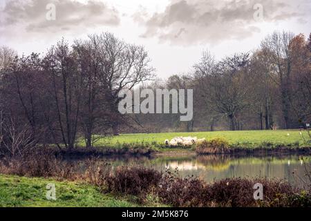 Troupeau de moutons dans un champ près d'un lac en automne par une journée nuageux Banque D'Images