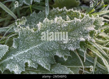 Gros plan de feuille de chardon recouverte de gel / cristaux de glace pendant l'hiver 2022 au Royaume-Uni. Pour le temps froid au Royaume-Uni, la vie des plantes en hiver, le gel dur. Banque D'Images