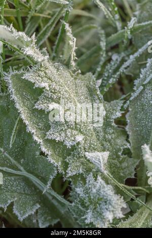 Gros plan de feuille de chardon recouverte de gel / cristaux de glace pendant l'hiver 2022 au Royaume-Uni. Pour le temps froid au Royaume-Uni, la vie des plantes en hiver, le gel dur. Banque D'Images