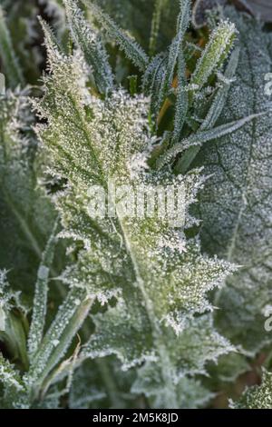 Gros plan de feuille de chardon recouverte de gel / cristaux de glace pendant l'hiver 2022 au Royaume-Uni. Pour le temps froid au Royaume-Uni, la vie des plantes en hiver, le gel dur. Banque D'Images
