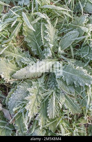 Gros plan de feuilles de chardon couvertes de gel / cristaux de glace pendant l'hiver 2022 au Royaume-Uni. Pour le temps froid au Royaume-Uni, la vie des plantes en hiver, le gel dur. Banque D'Images