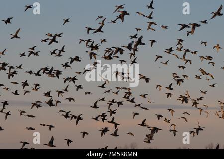 Un troupeau de Canards colverts et de Canards pilets du Nord qui prennent le vol le matin froid d'hiver. Banque D'Images