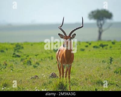 Cornes fines de l'Impala mâle (Aepyceros melampus) debout contre l'horizon sur la prairie verte des zones de conservation de Masai Mara, Kenya, Afrique Banque D'Images