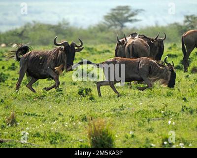 Rivaux mâles des wildebeests à barbes bleues ou blanches (Connochaetes taurinus) poursuivant sur des plaines herbeuses de Masai Mara, Kenya, Afrique Banque D'Images