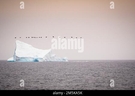 Un troupeau d'oies survole une ligne au-delà d'un grand iceberg flottant en mer dans la baie de Baffin, au Nunavut, au Canada. Banque D'Images