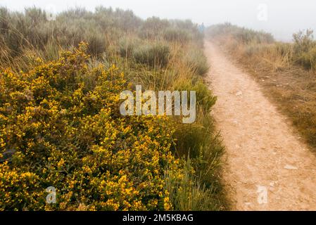 Chemin dans la brume. La voie Saint-Jacques entre Foncebadón et Ponferrada mène à travers les landes sur une chaîne de montagnes. Souvent, les nuages s'accumulent dans les parties supérieures du sentier. Banque D'Images