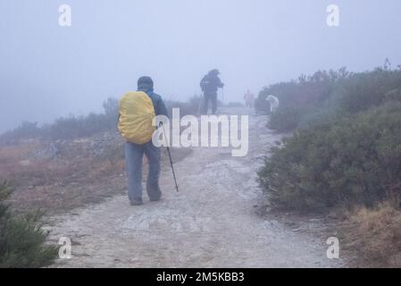 Pèlerins dans la brume sur la route Saint-James passant un chien errant en route sur la chaîne de montagnes entre Foncebadón et Ponferrada. Banque D'Images