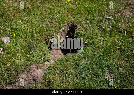 Un regard sur la vie en Nouvelle-Zélande: Le lapin s'enterrer dans un enclos. Lapin warren. Banque D'Images