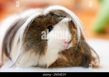 Cobaye à poil long également connu sous le nom de cava ou cava domestique (cavia porcellus) Banque D'Images