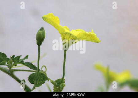 Melon amer en fleurs (également connu sous le nom de Momordica charantia ou plante de gourde amère. Banque D'Images