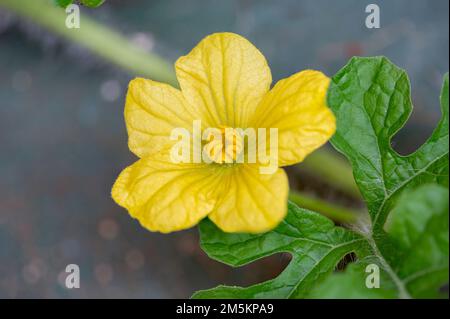 Plante florale de pastèque (Citrullus lanatus) Banque D'Images