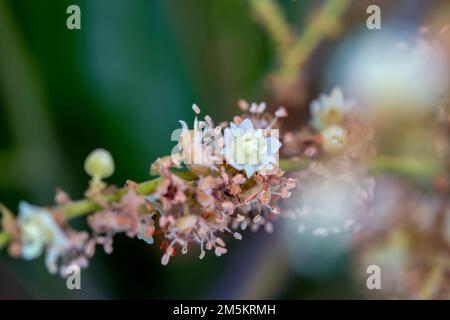 Photo macro d'une plante fruitière de longue Dmocarpus en fleurs. Banque D'Images