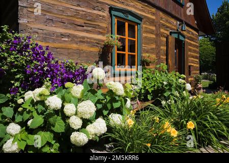 Hydrangeas blancs, Clématis pourpre, hémerocallis jaune - Daylilies en bordure devant la maison reconstruite de 1840s rondins en été. Banque D'Images