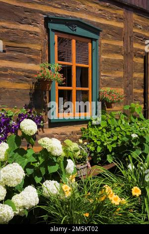 Hydrangeas blancs, Clématis pourpre, hémerocallis jaune - Daylilies en bordure devant la maison reconstruite de 1840s rondins en été. Banque D'Images