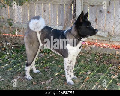 Un beau chien Akita avec un collier debout dans le jardin Banque D'Images