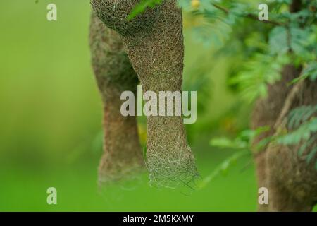 Nid d'oiseau de tisserand vide, faune - Weaver Birds Nest in nature Outdoor, nids de Skylark, nid d'oiseau de tisserand fait de foin, Skylark niche sur les branches dans le Banque D'Images