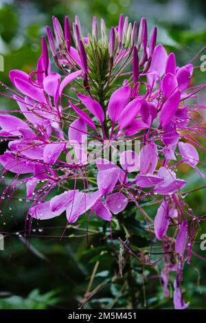 Belles fleurs dans le parc de Ho Chi Minh, Vietnam Banque D'Images