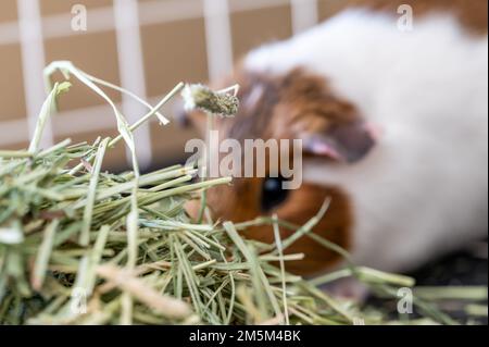 Timothy foin pile dans une cage avec un cobaye flou manger en arrière-plan. Banque D'Images