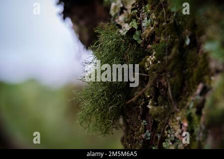 plaques de mousse poussant sur les arbres Banque D'Images