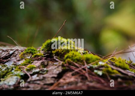 plaques de mousse poussant sur les arbres Banque D'Images