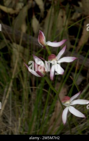 J'ai d'abord pensé que ce sont des orchidées blanches de doigt (Caladenia Alba) - puis j'ai trouvé une liste pour les orchidées de doigt Dusky (Caladenia fuscata). Déroutant ! Banque D'Images