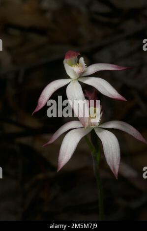 J'ai d'abord pensé que ce sont des orchidées blanches de doigt (Caladenia Alba) - puis j'ai trouvé une liste pour les orchidées de doigt Dusky (Caladenia fuscata). Déroutant ! Banque D'Images