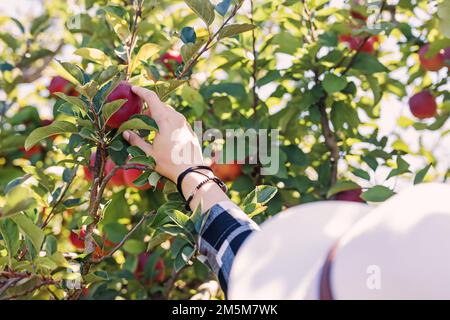 Main féminine ramassant la pomme de l'arbre sur la ferme. Saison de récolte Banque D'Images