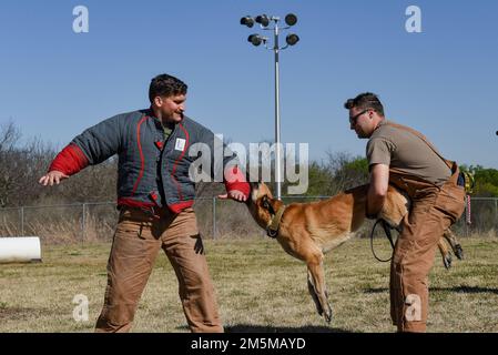 Les chiens de travail et les manutentionnaires militaires de l'escadron 802nd des forces de sécurité pratiquent le Bite Work 25 mars 2022. La SFS de 802nd protège la base commune de San Antonio-Lackland, Texas. Banque D'Images