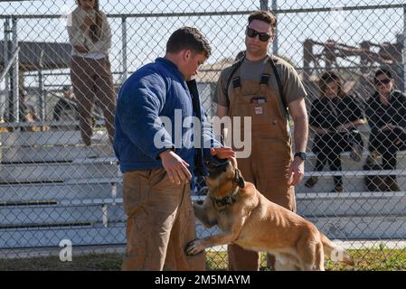 Les chiens de travail et les manutentionnaires militaires de l'escadron 802nd des forces de sécurité pratiquent le Bite Work 25 mars 2022. La SFS de 802nd protège la base commune de San Antonio-Lackland, Texas. Banque D'Images