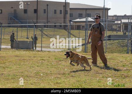 Les chiens de travail et les manutentionnaires militaires de l'escadron 802nd des forces de sécurité pratiquent le Bite Work 25 mars 2022. La SFS de 802nd protège la base commune de San Antonio-Lackland, Texas. Banque D'Images