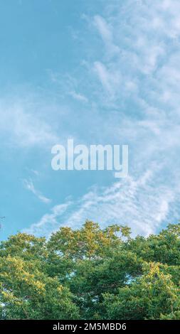 Cadre nature arbre décidus sommet plante de couronne pousser feuilles vertes feuillage bleu ciel nuage soleil fond Banque D'Images
