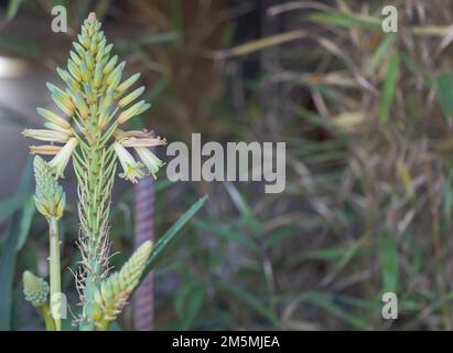Une pointe de fleur d'aloès de près avec un fond vert Banque D'Images