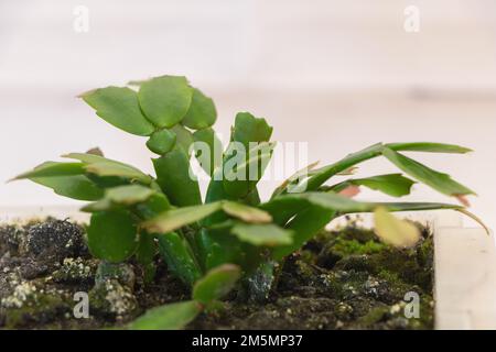 L'élégance d'une jeune Schlumbergera truncata Plant sur fond blanc Banque D'Images