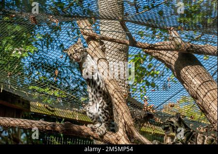 Deux petits léopard (Neofelis nebulosa), âgés d'environ quatre mois, jouent dans un stylo au zoo de Nashville, Tennessee. Banque D'Images