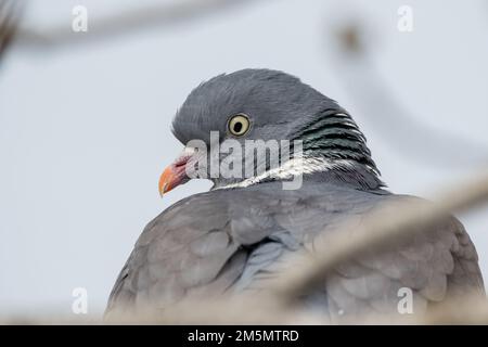 Gros plan, pigeon en bois commun, Columba Palumbus, Ivars d'Urgell, Catalogne, Espagne Banque D'Images