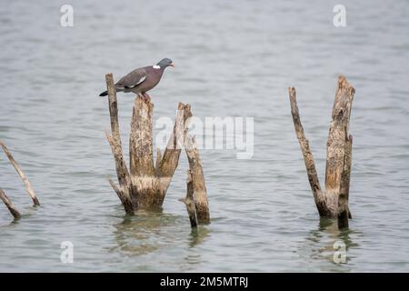 Pigeon en bois commun, Columba Palumbus, sur un tronc d'arbre, Ivars d'Urgell, Catalogne, Espagne Banque D'Images