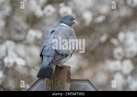 Pigeon en bois commun, Columba palumbus, sur un poste de signalisation, Ivars d'Urgell, Catalogne, Espagne Banque D'Images