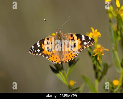 Papillon, Thistle Vanessa [Cynthia cardui] le chardon vanessa est un flyer très habile qui fréquente les terres ouvertes et ensoleillées de la plaine à 1800 Banque D'Images