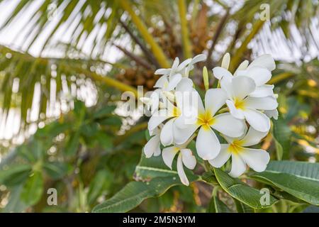 Blanc tropical blanc jaune fleur sur beau vert brouillé feuillage dans l'île plage, jardin exotique ensoleillé. Nature tranquille à proximité, romantique, amour Banque D'Images