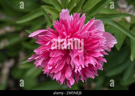 Fleur d'une pivoine rouge (Paeonia), Bavière, Allemagne Banque D'Images