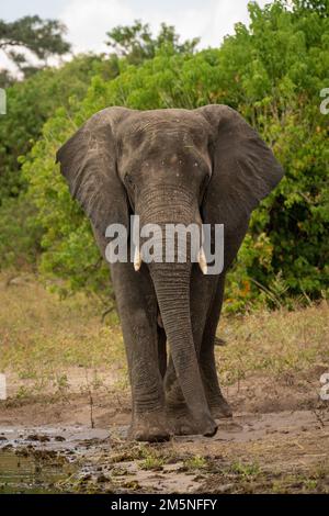 L'éléphant d'Afrique marche vers l'appareil photo sur la plage Banque D'Images